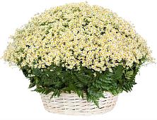 Цветочная композиция из Ромашки в корзине #REPLACE_PRED# Жуковке